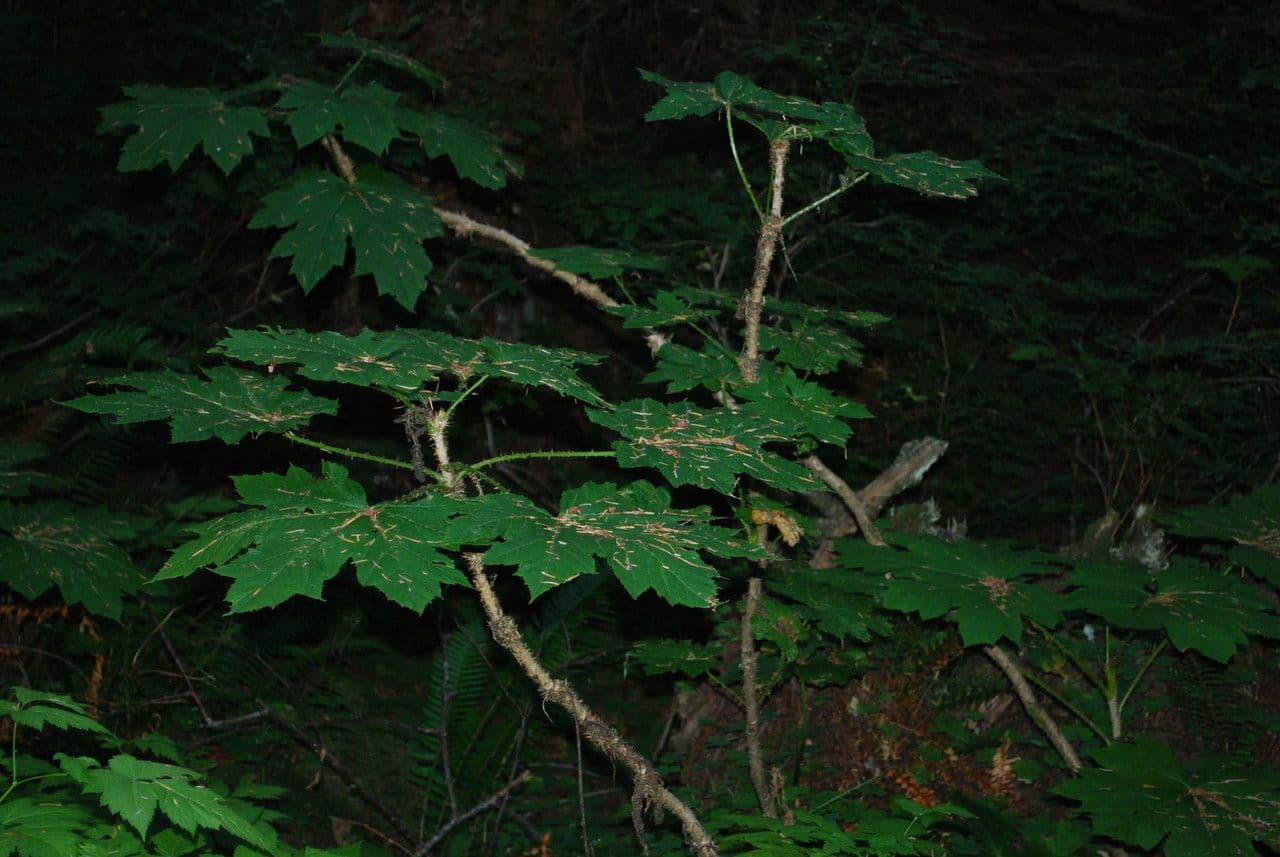 Oplopanax horridus 11