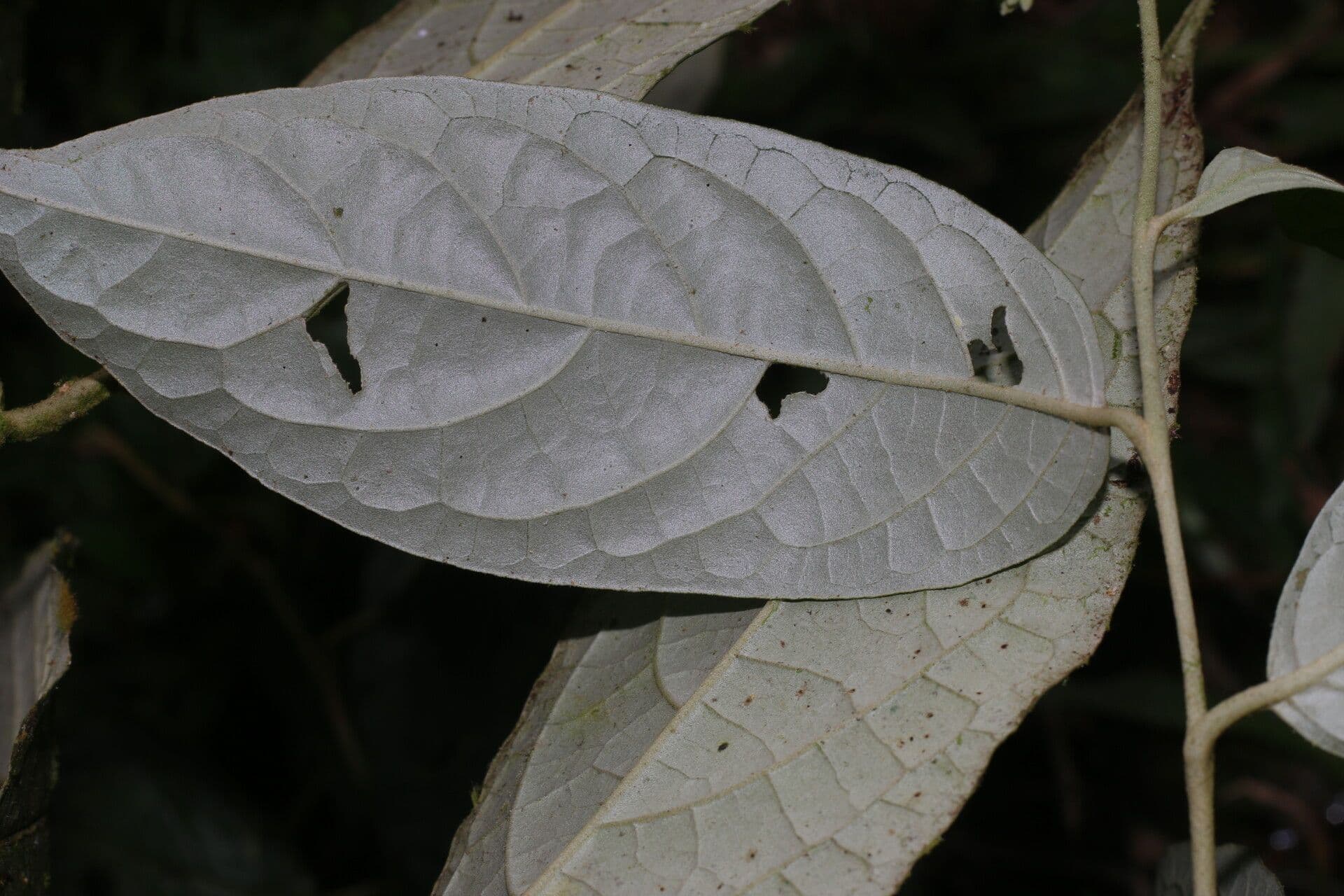 Solano di Riedle 14