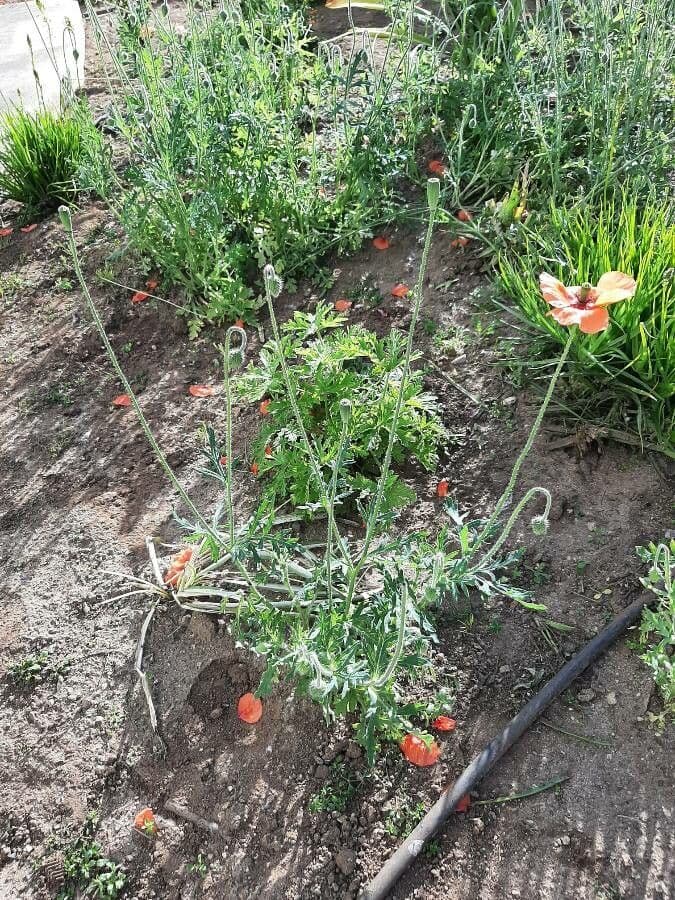 Saat-Mohn 15