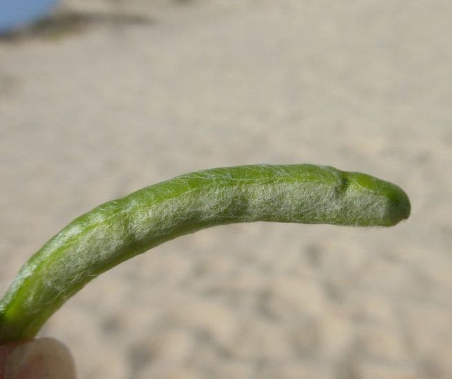 Eriophyllum