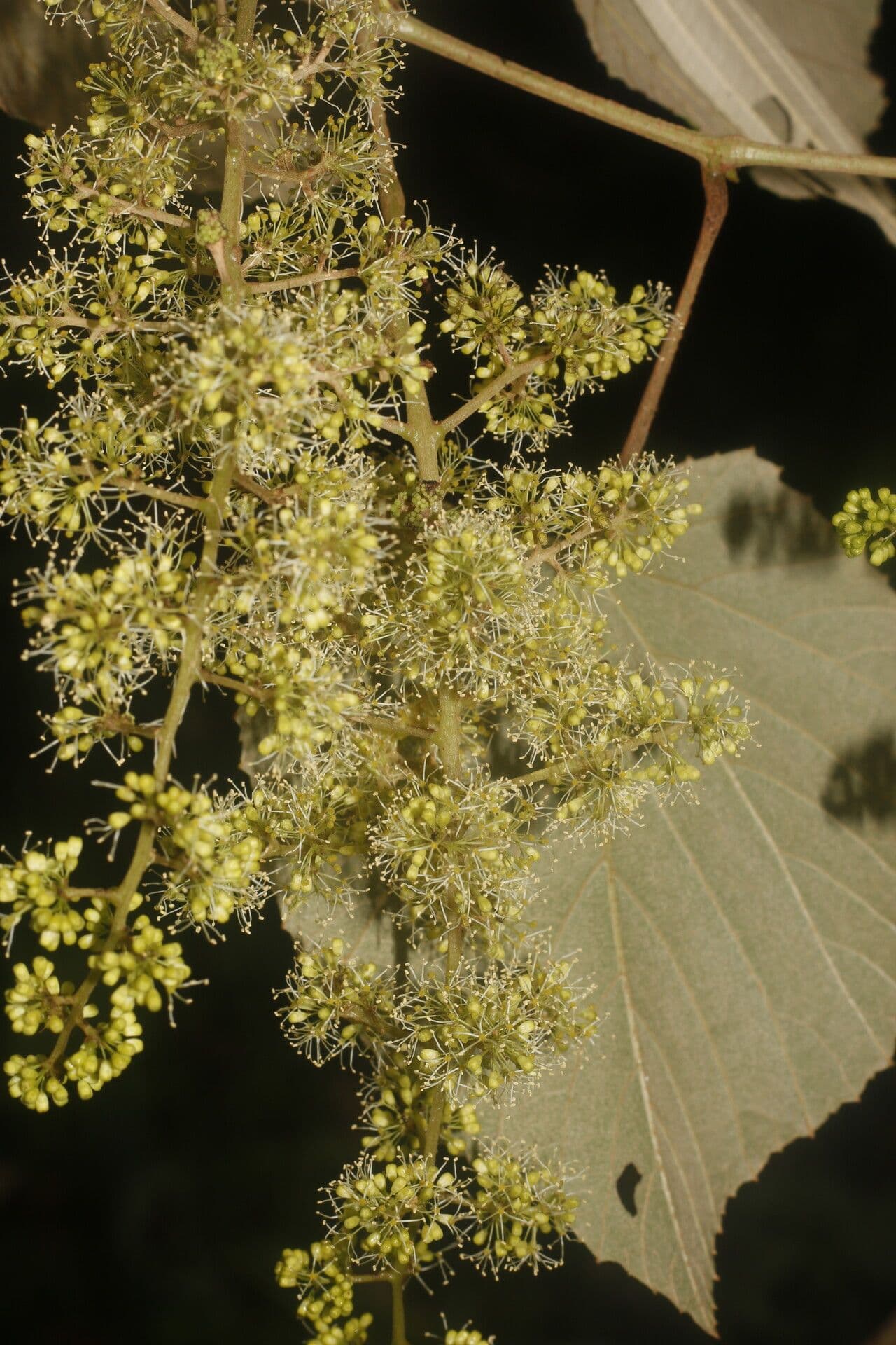 Vitis tiliifolia 14