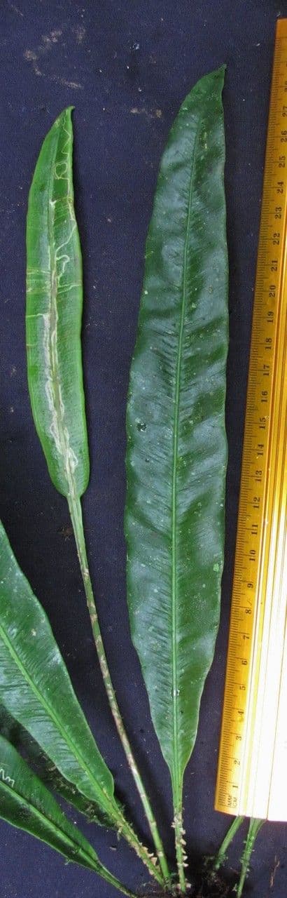 Elaphoglossum 6