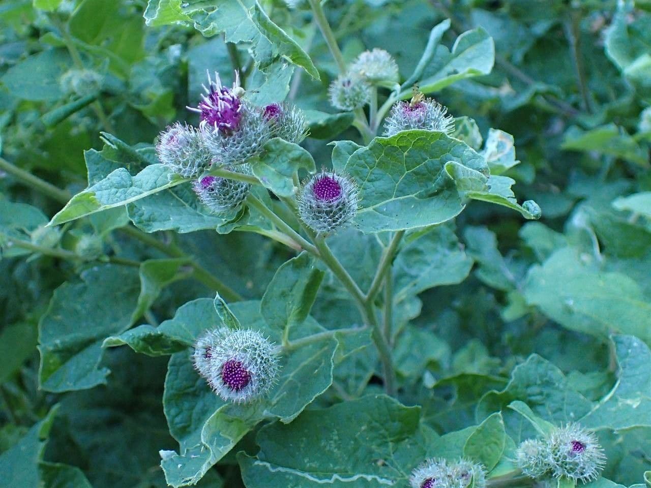 Bardana lanuta 11