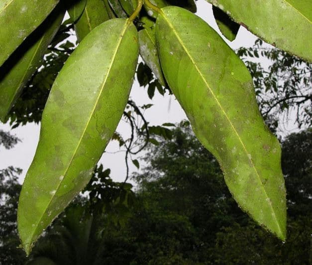 Garcinia 6