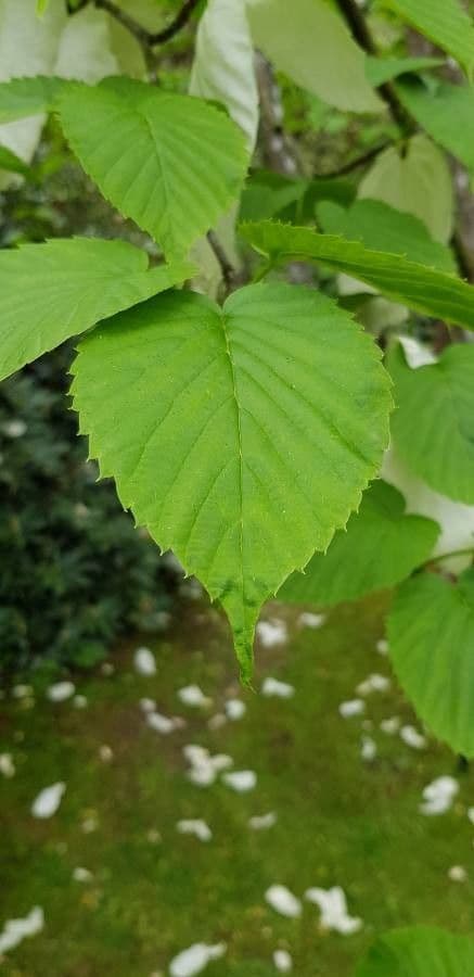 Taschentuchbaum 28