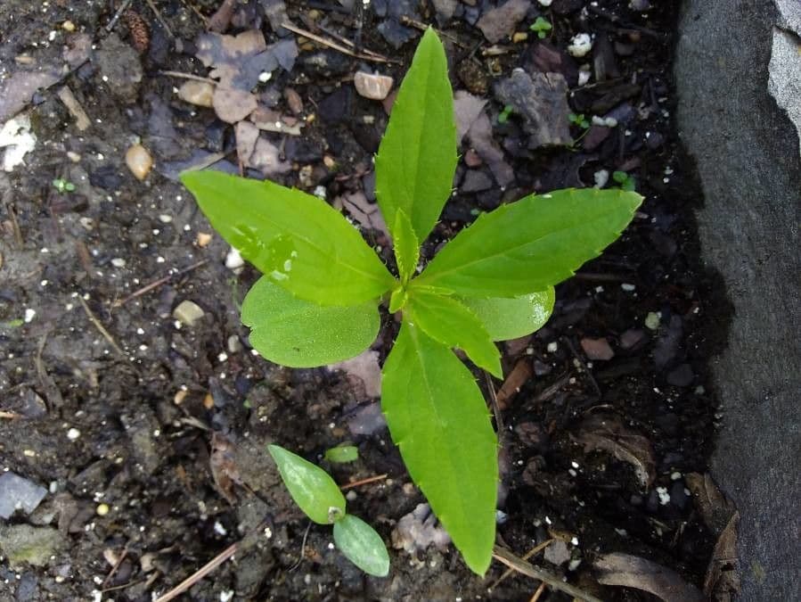 Impatiens 2