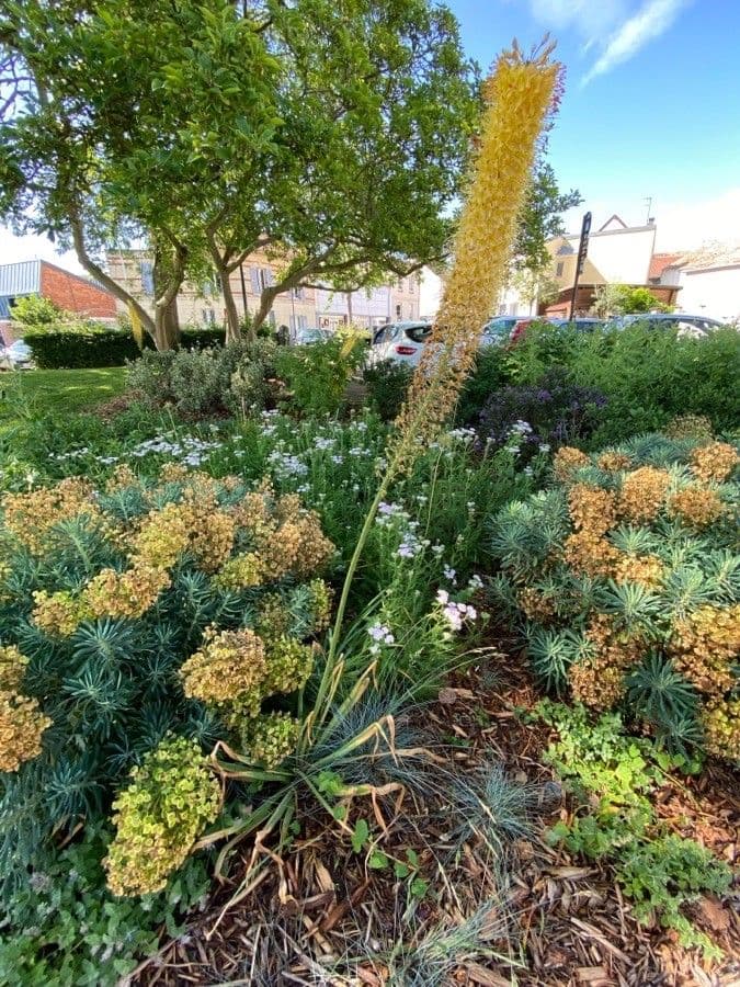 Eremurus 10