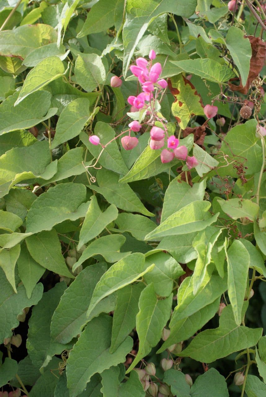 Antigonon leptopus 13