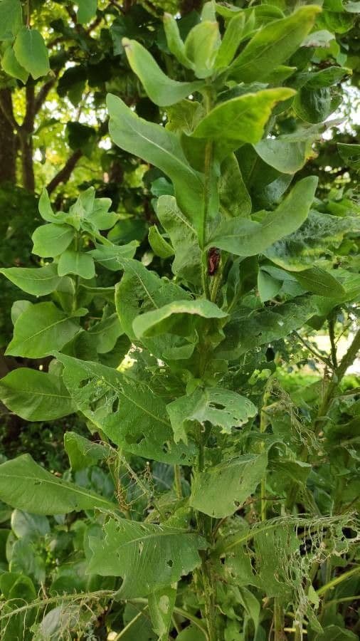 Chaber 9