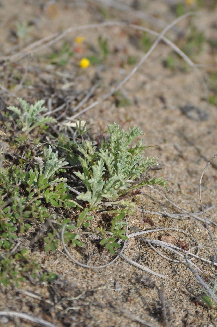 Lessingia 8