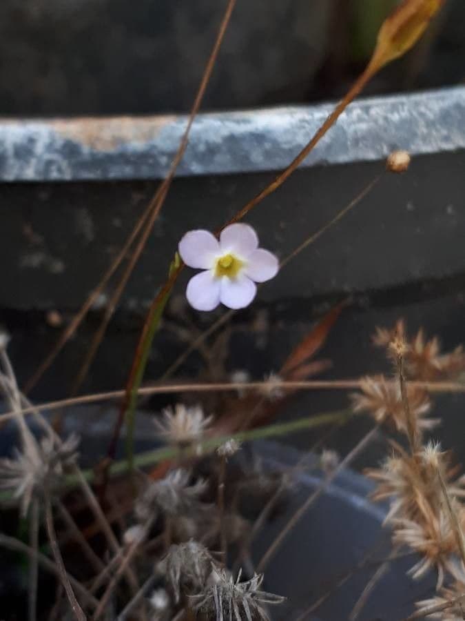 Curtia tenuifolia 2