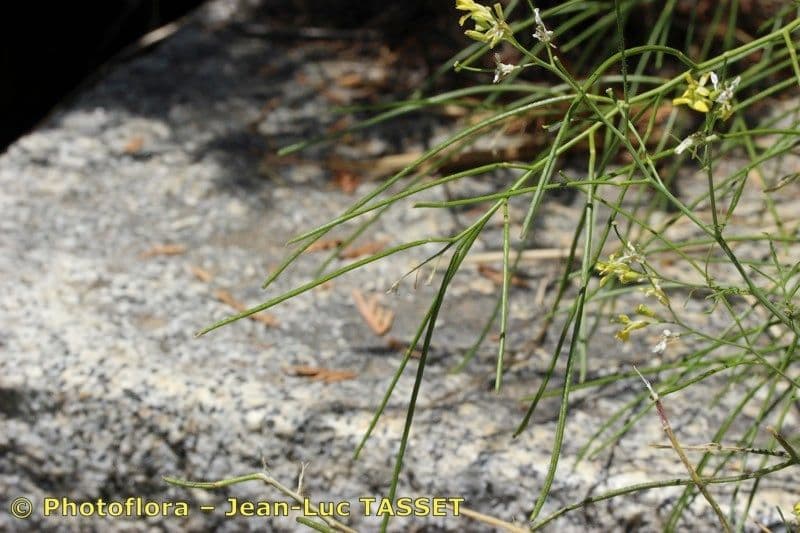 Erba cornacchia altissima