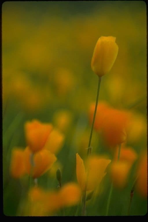 Eschscholzia 4