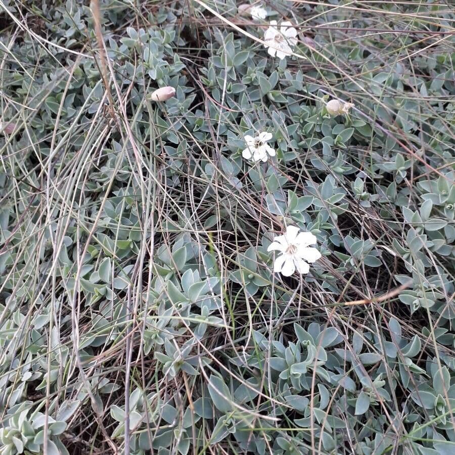 Silene a un fiore 11