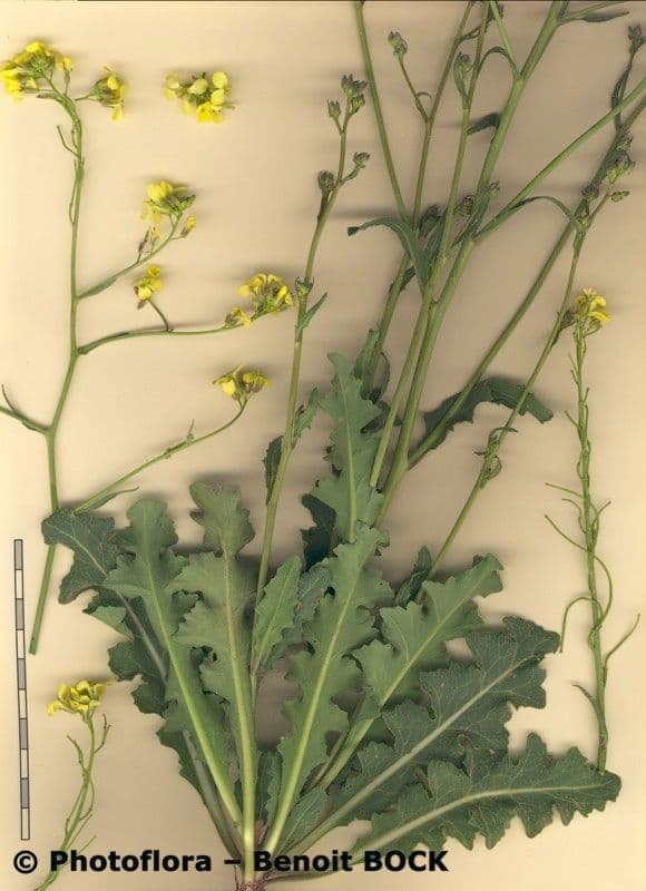 Sisymbrium 7