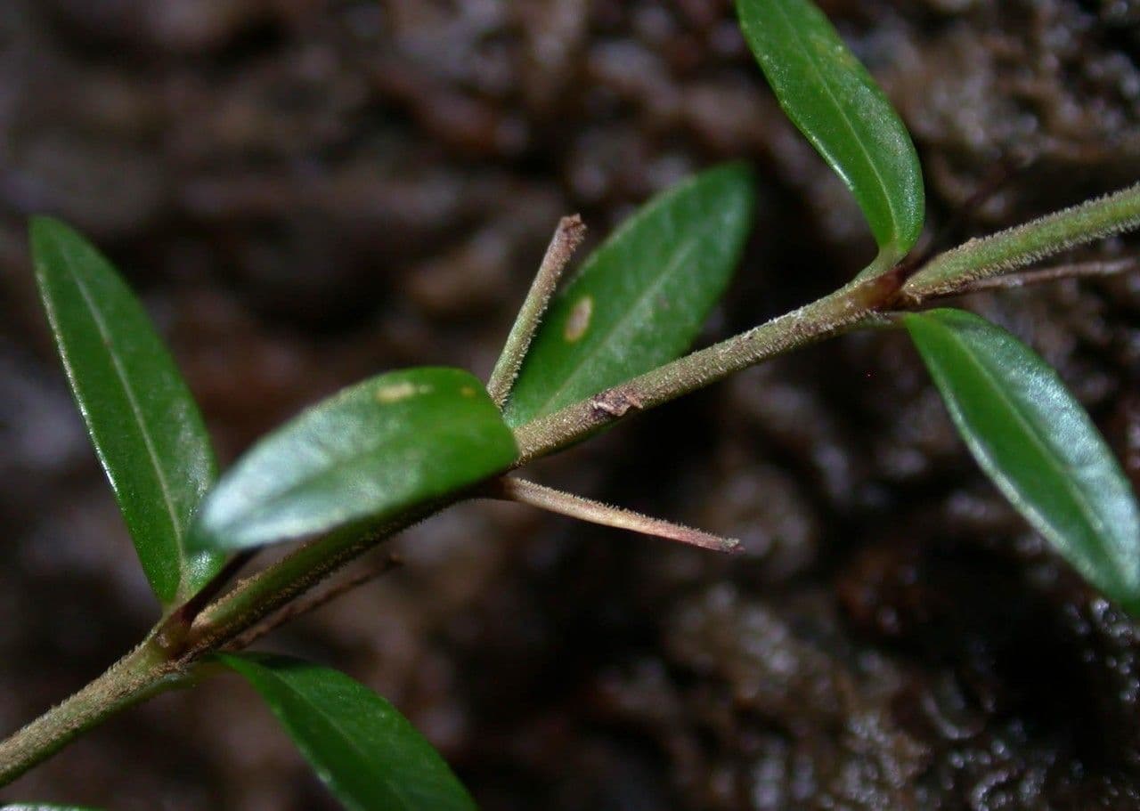Cuphea utriculosa 11