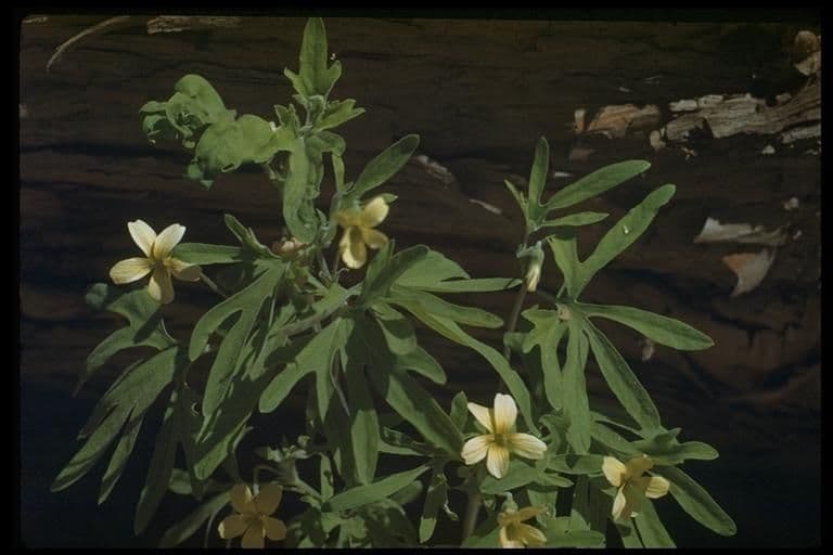 Viola 9