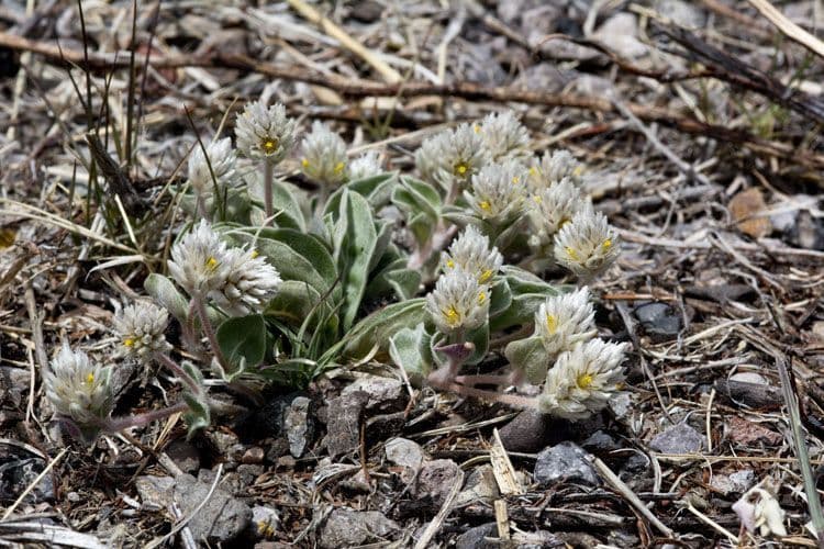 Gomphrena 8