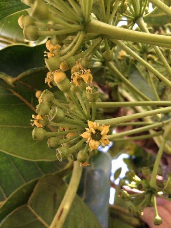 Polyscias 7