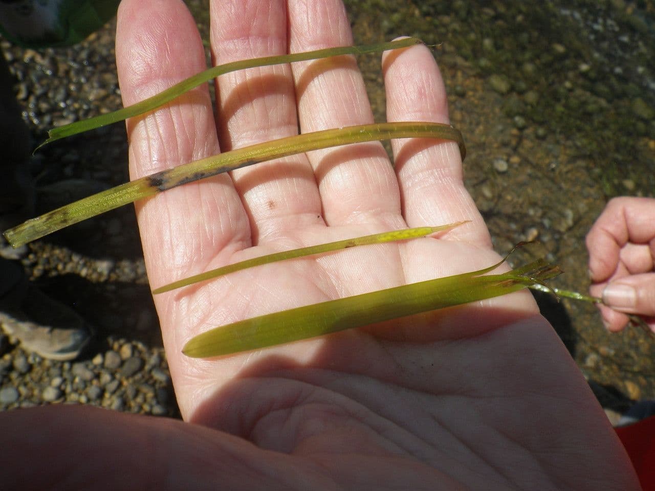 Zostera marina 15