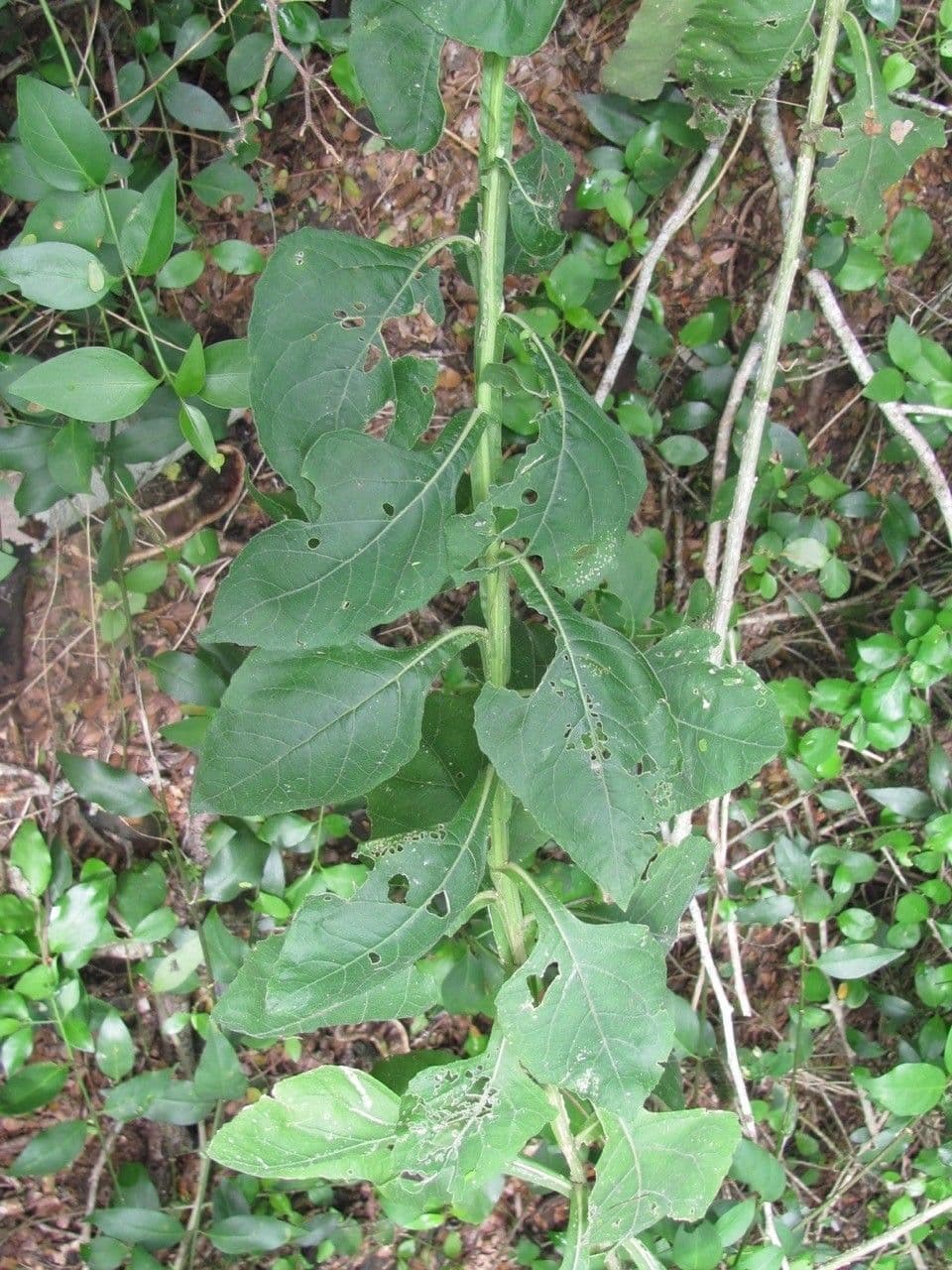 Verbesina microptera 6