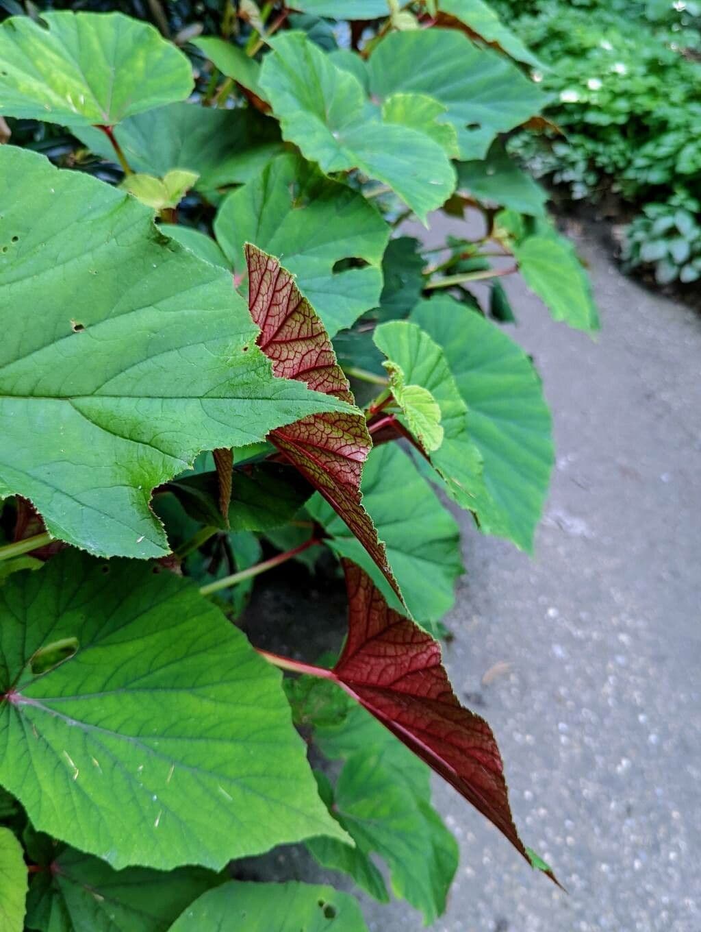 Begonia 18