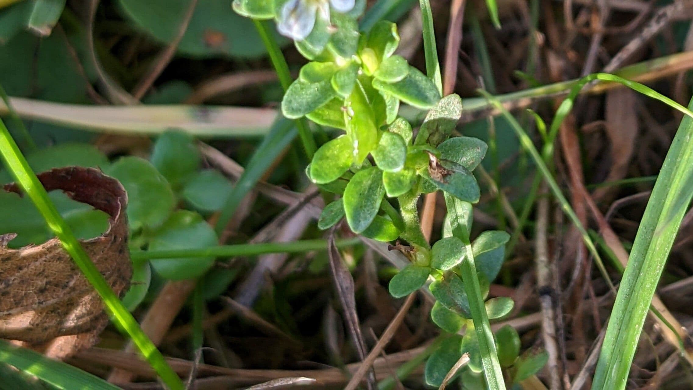 Veronica serpilifolia 20