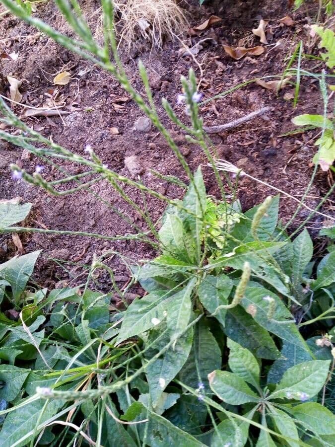 Scaglia viola 11