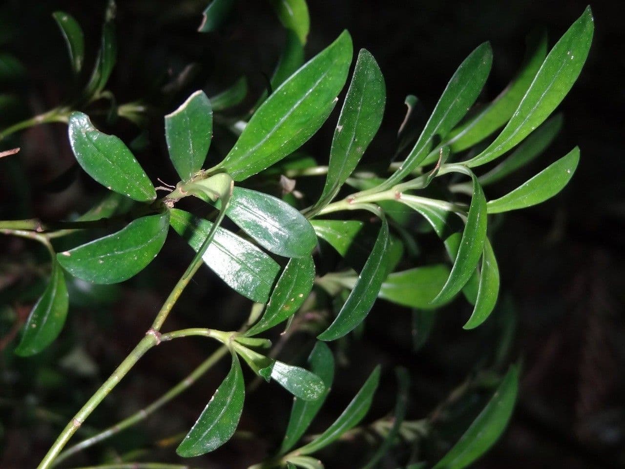 Psychotria 6