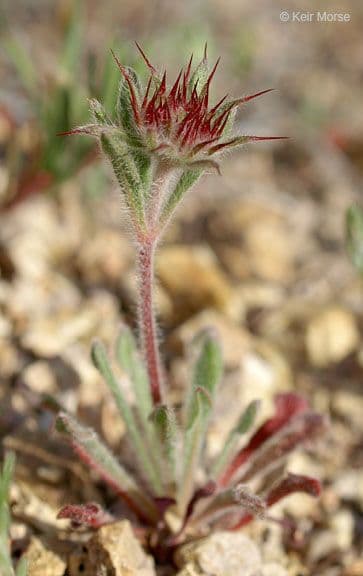 Chorizanthe 7