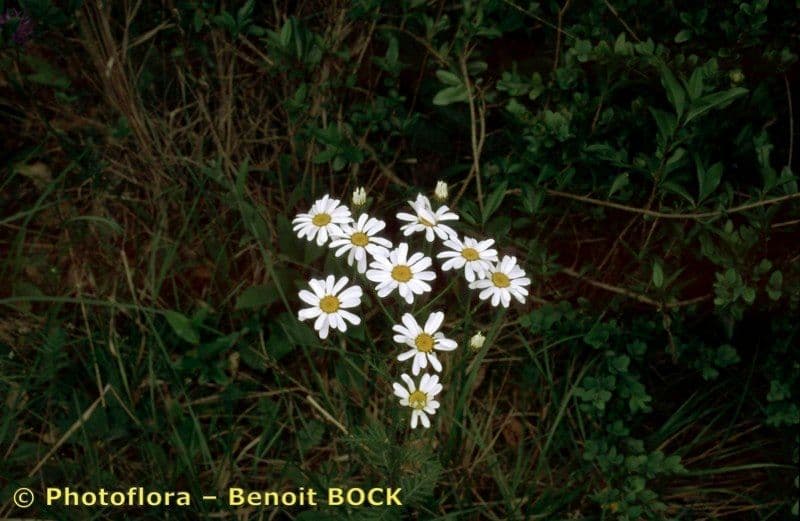 Erba-amara dei boschi 37