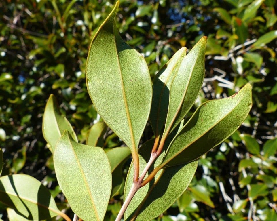 Syzygium 14
