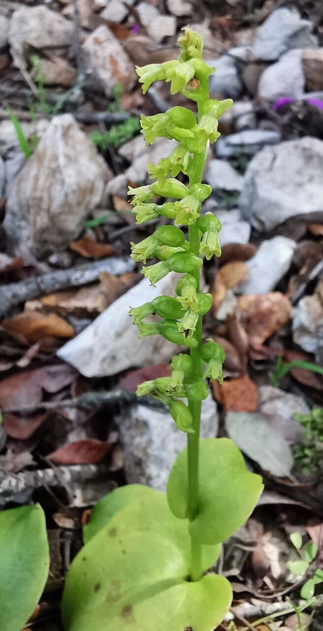 Gennaria diphylla 10