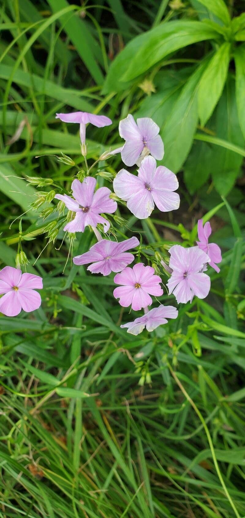 Phlox glabro 3