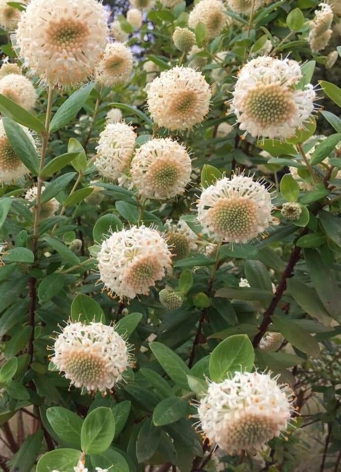 Pimelea