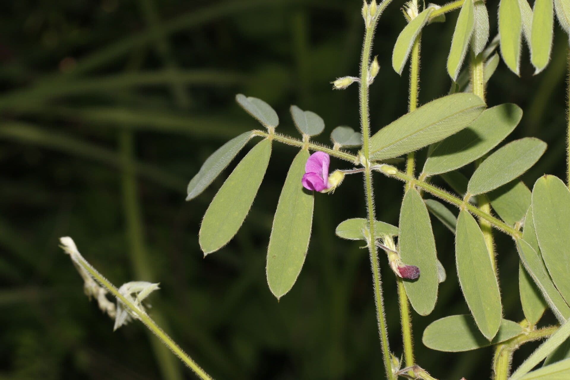 Tephrosia vicioides 6