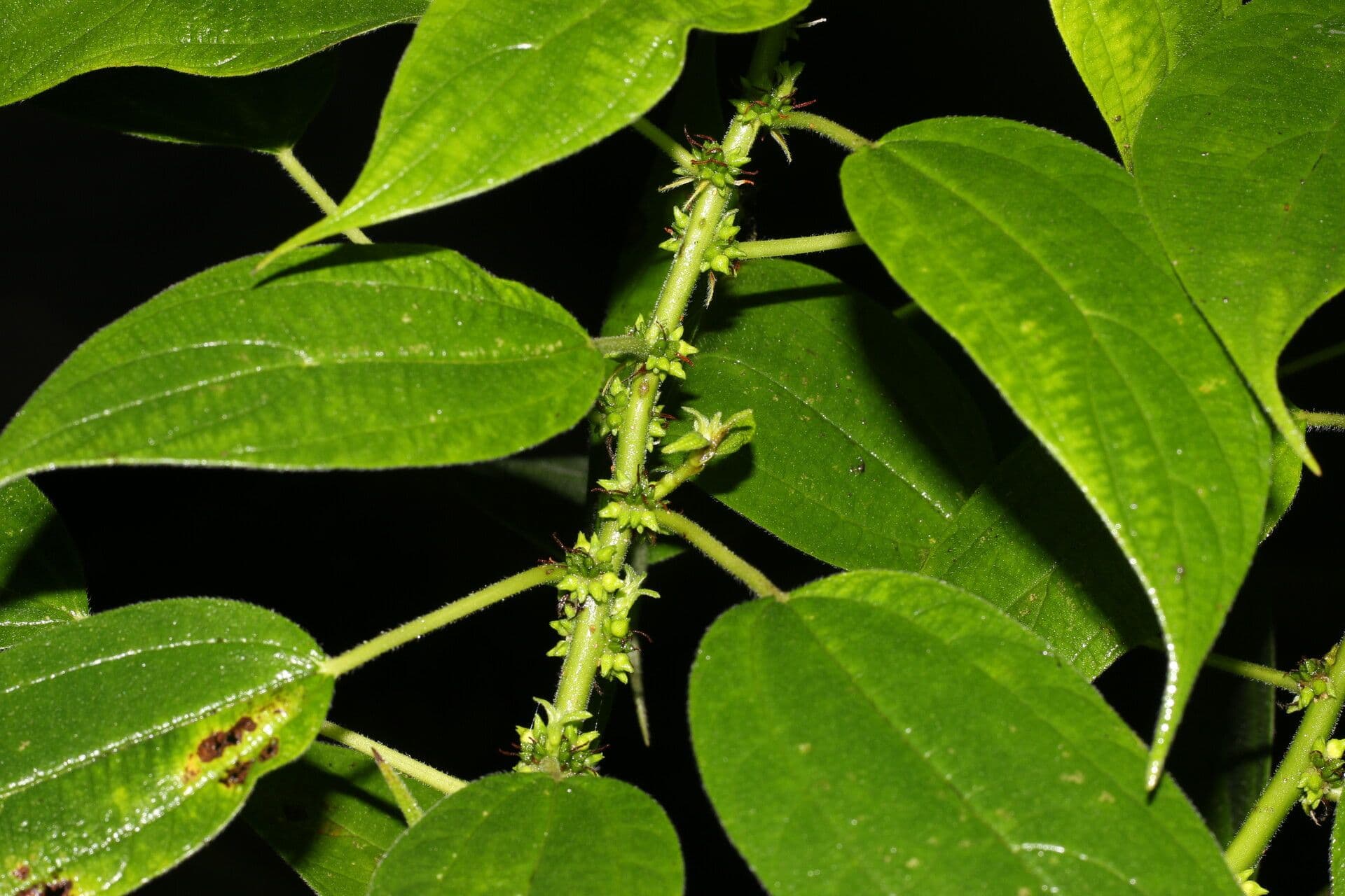 Pouzolzia guatemalana 3