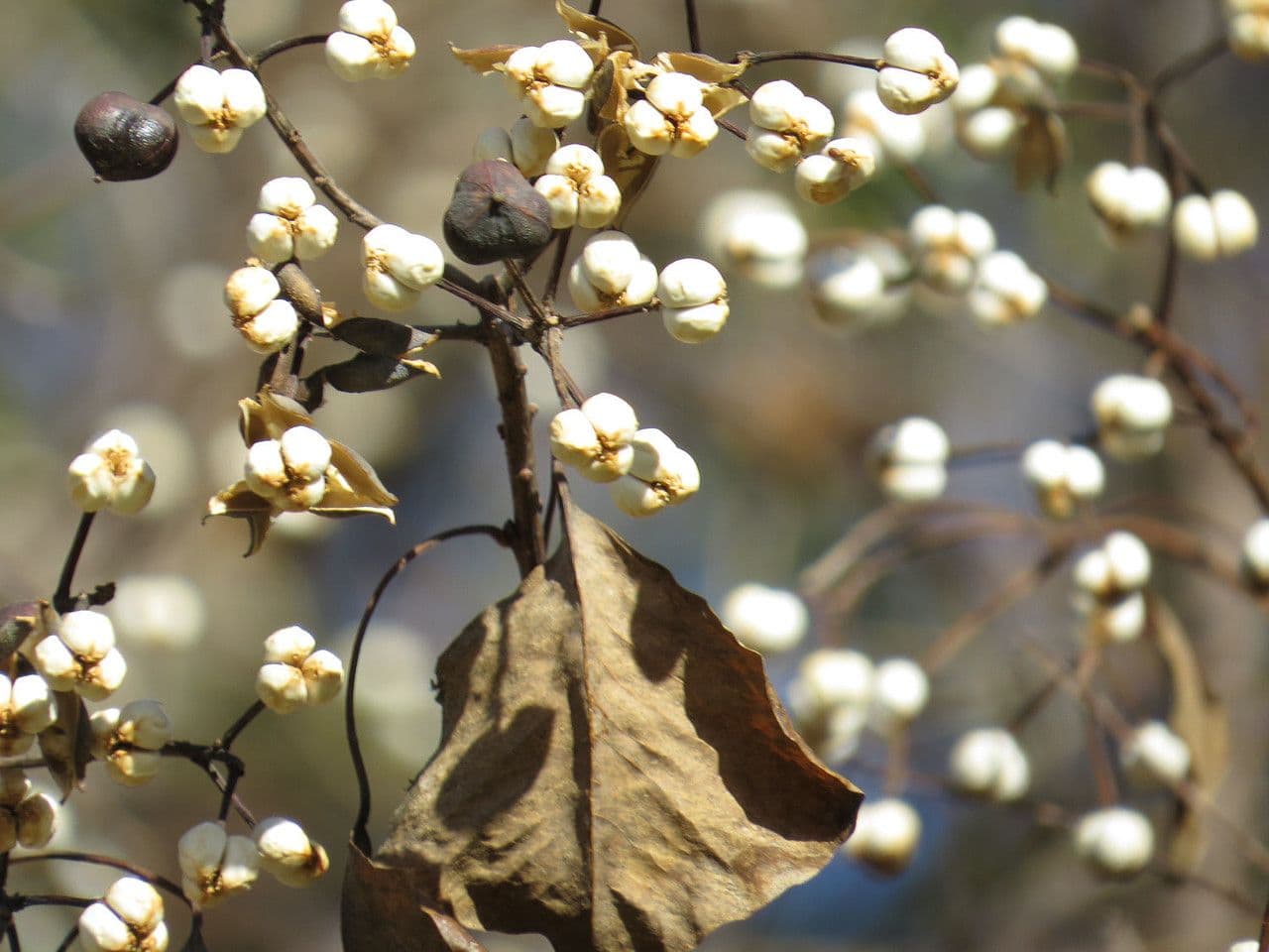 Candleberry-tree 9