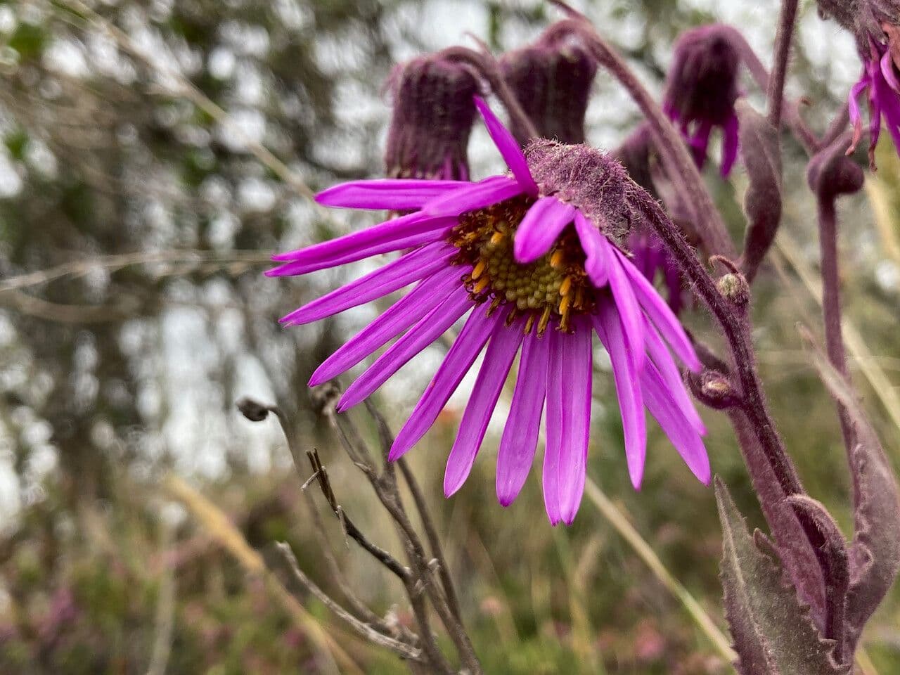 Senecio 2