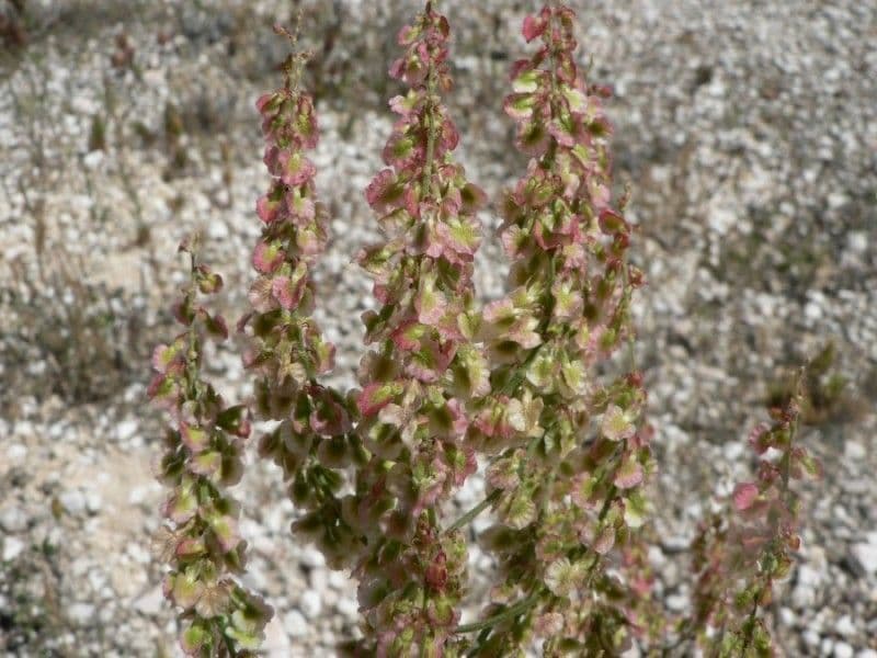 Rumex
