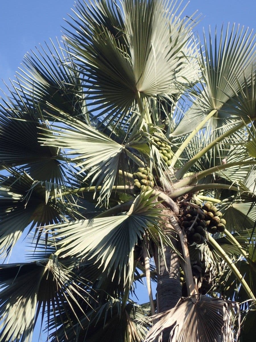 Palma 5