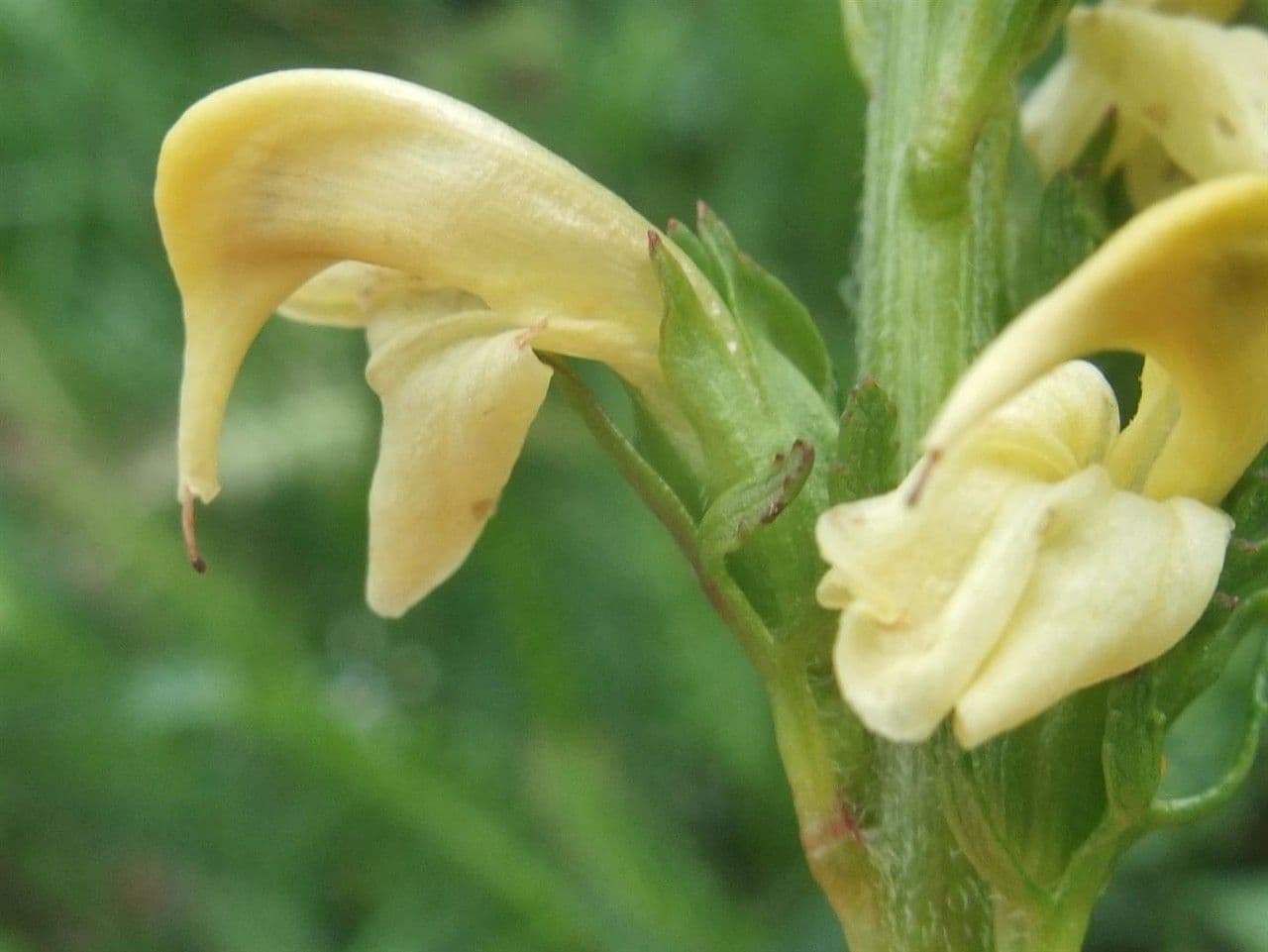 Pedicularis ascendens 3