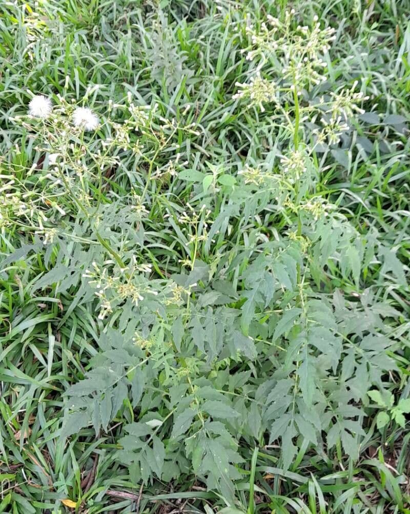 Erba bruciata valerianifolia 11