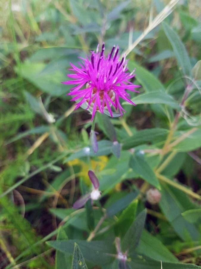 Centaurea