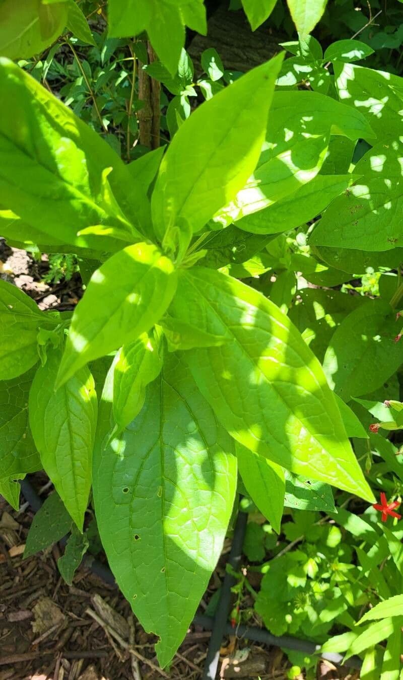 Hackelia virginiana 16