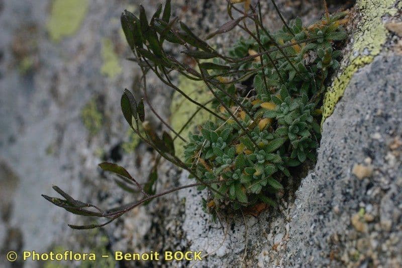 Draba douteuse 20