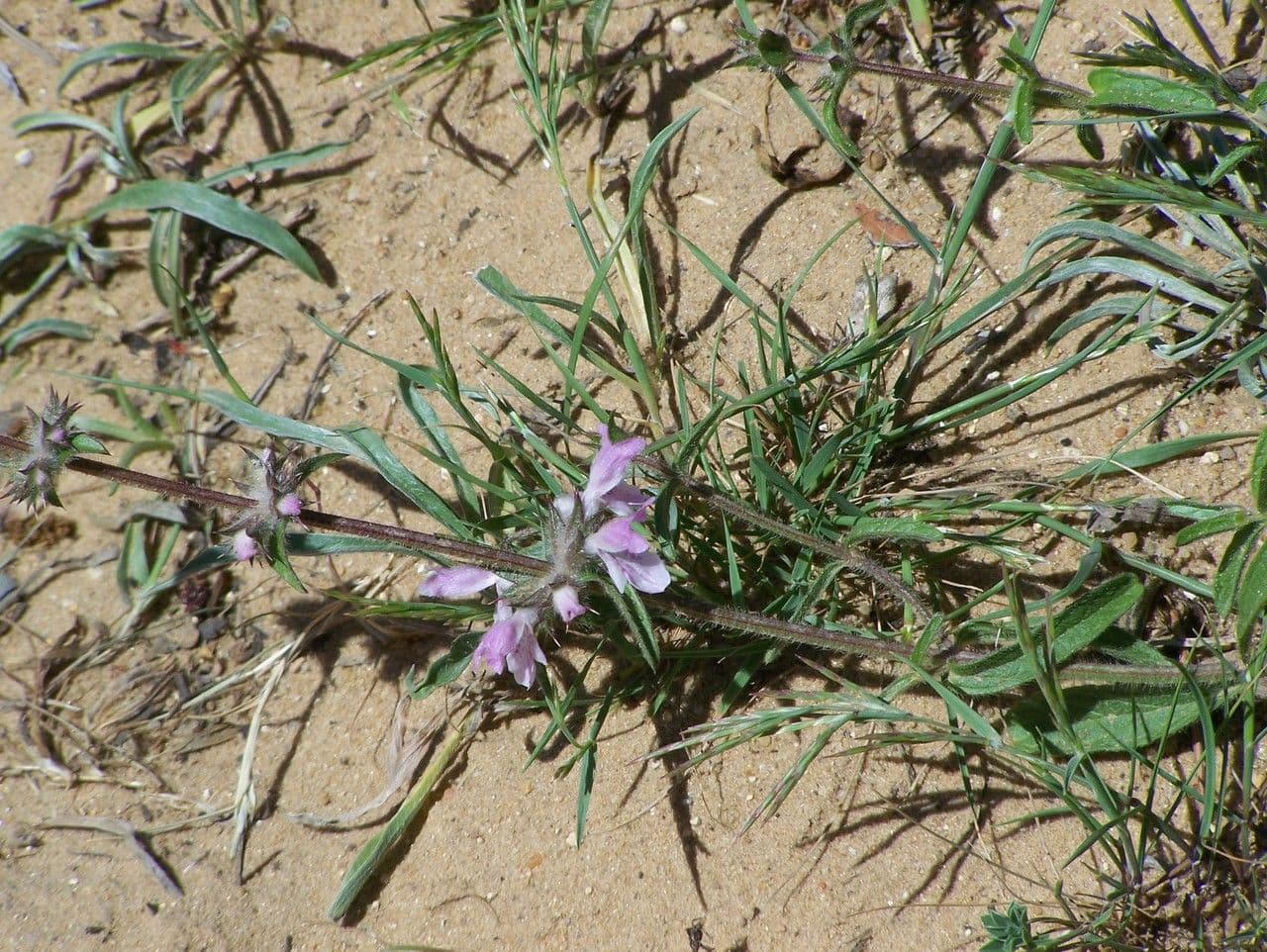 Moraea 8