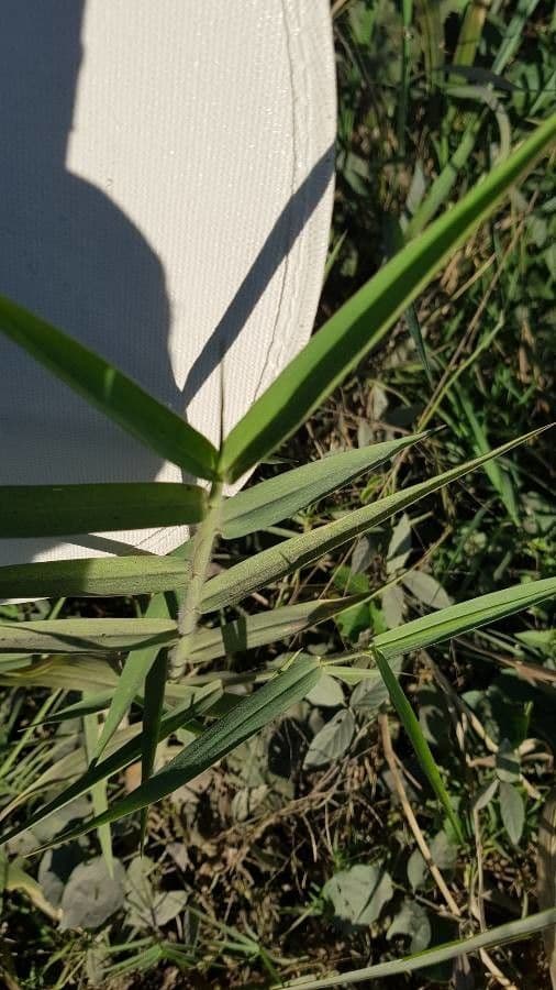 Urochloa 2