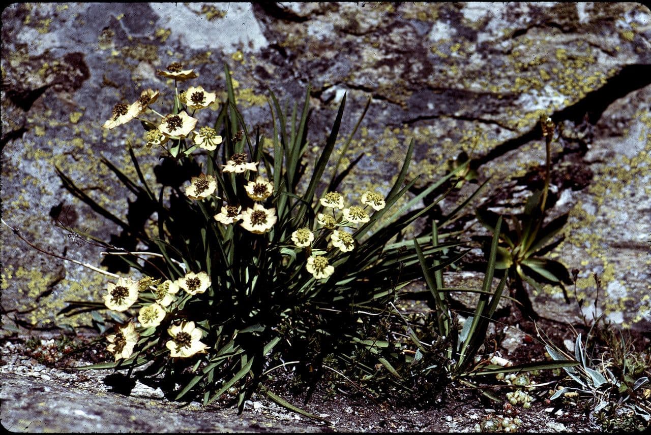 Bupleurum stellatum 13
