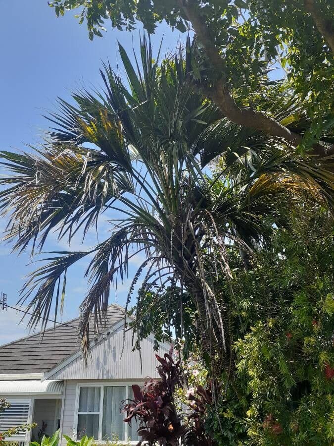 Howea 7